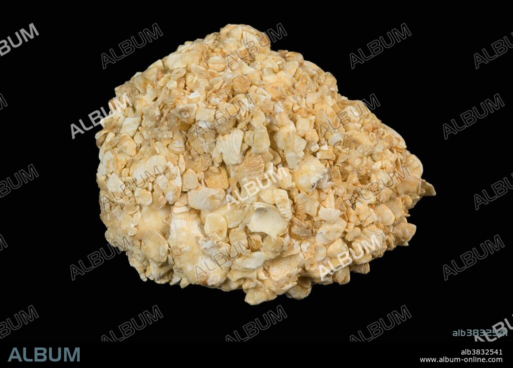 Coquina is an unconsolidated sedimentary rock that contains numerous mollusk shells. This one is from St. Augustine, Florida.