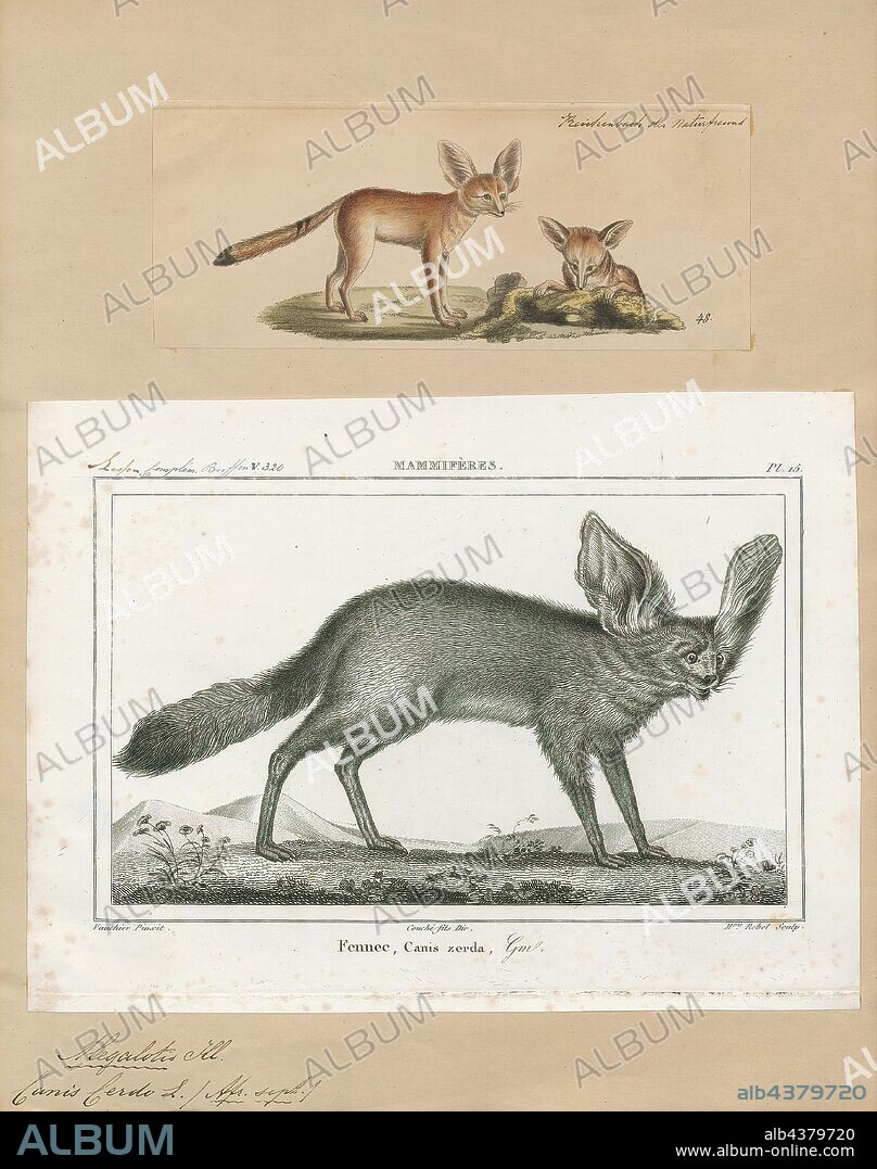 Canis cerdo, Print, Canis is a genus of the Canidae containing multiple extant species, such as wolves, coyotes and jackals. Species of this genus are distinguished by their moderate to large size, their massive, well-developed skulls and dentition, long legs, and comparatively short ears and tails., 1700-1880.