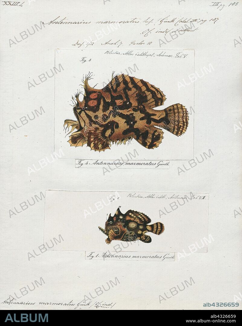 Antennarius marmoratus, Print, Antennarius is a genus of 11 species of fish in the family Antennariidae. These fish spend most of their lives on the bottom in relatively shallow water between 20 and 100 m. They can be found worldwide in tropical and subtropical waters. They are well-camouflaged ambush predators that wait for prey fish to pass by. They have "lures" which they move to attract the prey. They have little economic value other than a minor role in the aquarium trade. Commerson's frogfish was the first species in this genus to be described, in 1798., 1700-1880.