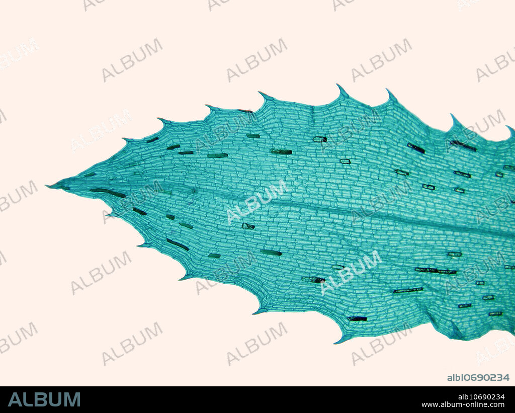 Light micrograph of the tip of a Hydrilla verticillata leaf. Magnification: 25X when printed @10cm.