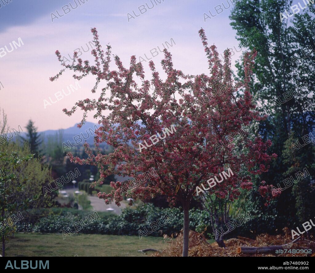 MANZANO ENANO EN FLOR(LLAMADO TAMBIEN ARBOL DE JUPITER).