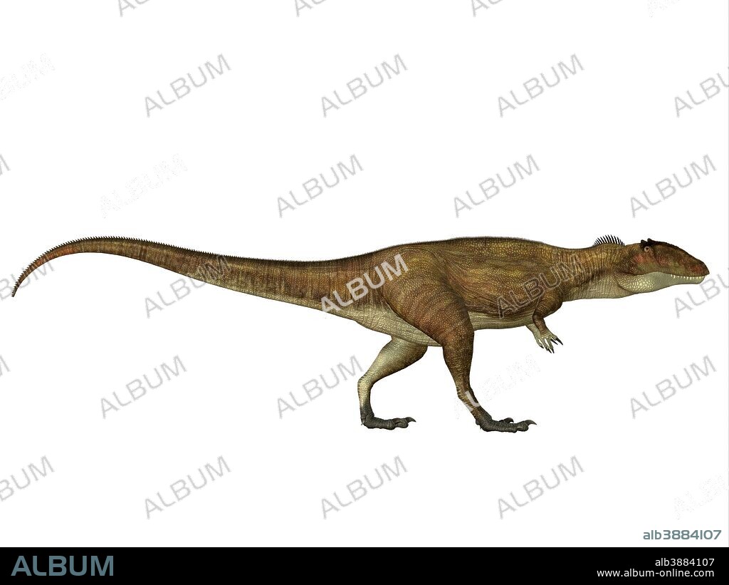 Carcharodontosaurus was a carnivorous theropod dinosaur that lived in Sahara, Africa during the Cretaceous Period.