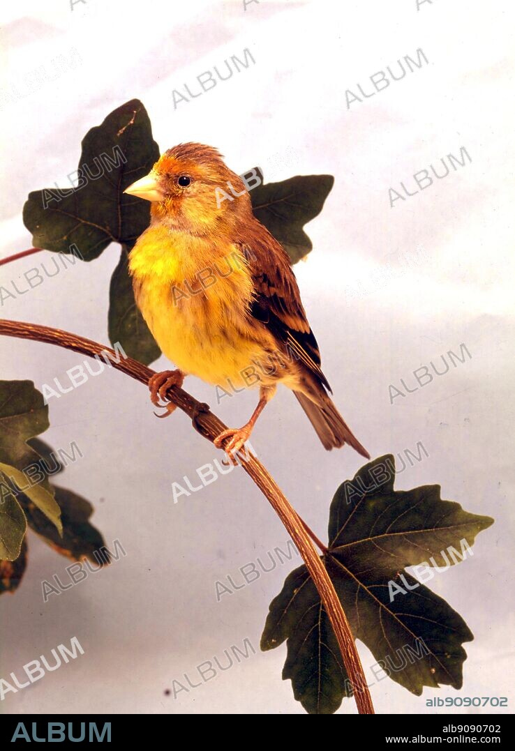 Aviary-bred Goldfinch Mule (Goldfinch cock x Canary hen).