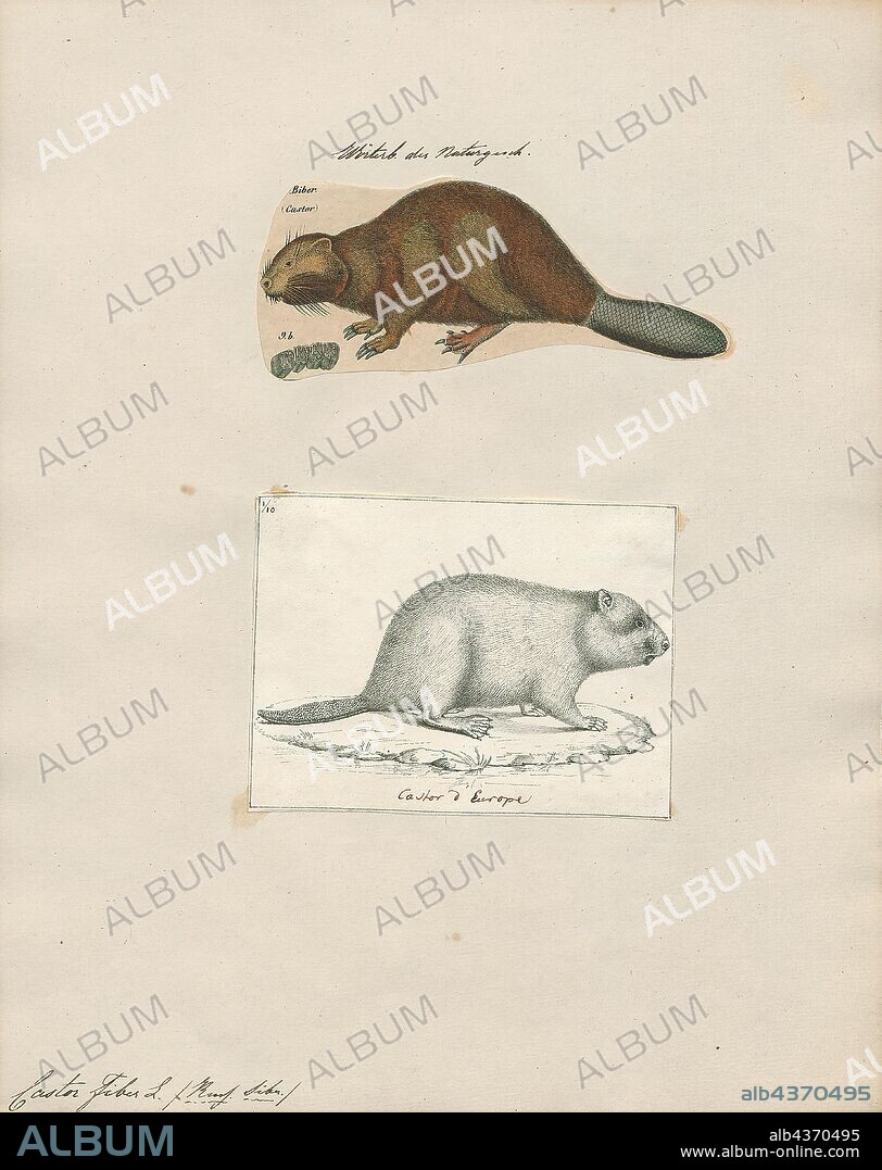 Castor fiber, Print, The Eurasian beaver or European beaver (Castor fiber) is a species of beaver which was once widespread in Eurasia. It was hunted to near-extinction for both its fur and castoreum; and by 1900, only 1200 beavers survived in eight relict populations in Europe and Asia. Reintroduced through much of its former range, it now occurs from Great Britain to China and Mongolia, although it is absent from Portugal, the southern Balkans, and the Middle East., 1700-1880.