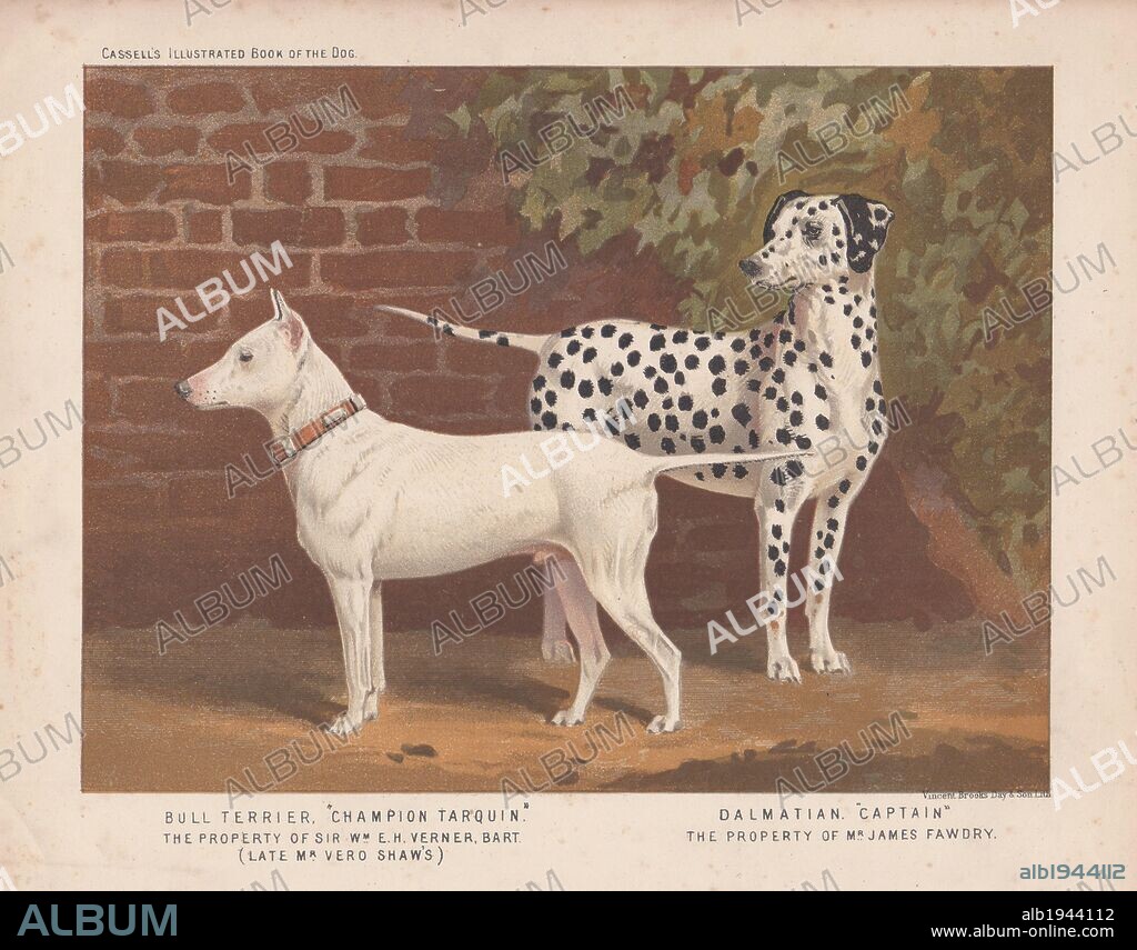 Bull Terrier "Champion Tarquin" and spotted Dalmatian "Captain." Fine chromolithograph from Cassell's "Illustrated Book of the Dog" 1881. Author Vero Kemball Shaw (1854-1905) wrote many books about dogs and horses, and encyclopedic guides to kennels, stables and poultry yards.