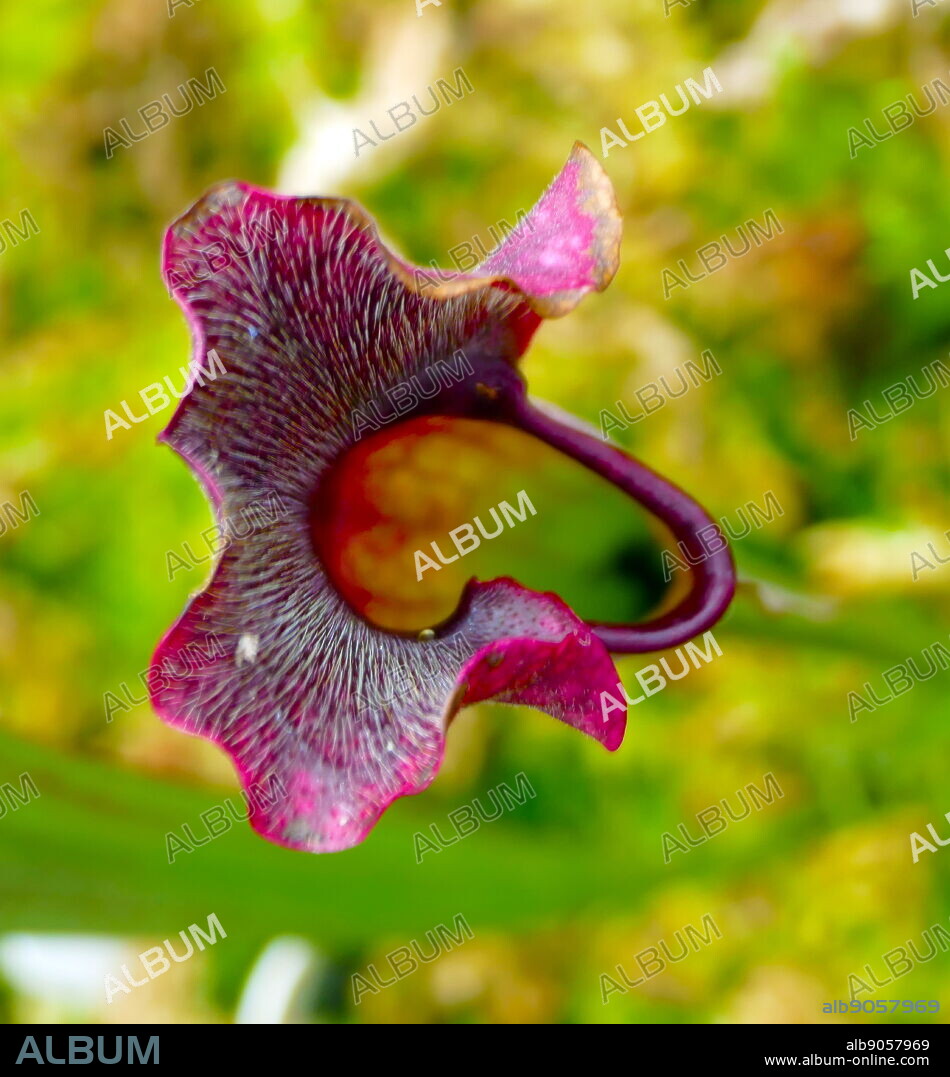 Pinguicula, commonly known as the butterworts, is a genus of carnivorous plants that use sticky, glandular leaves to lure, trap, and digest insects in order to supplement the poor mineral nutrition they obtain from the environment. Of the roughly 80 currently known species,.