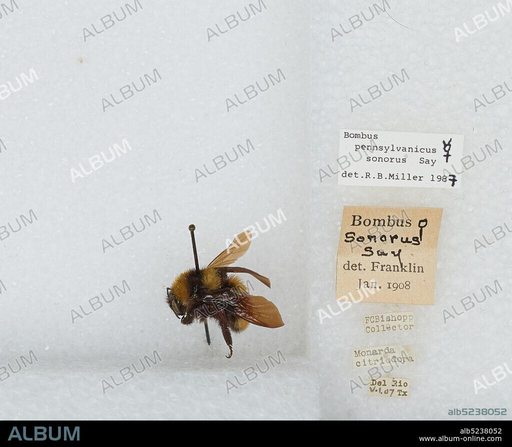 Del Rio, Val Verde, Texas, United States, Bombus (Fervidobombus) sonorus Say, Animalia, Arthropoda, Insecta, Hymenoptera, Apidae, Apinae.