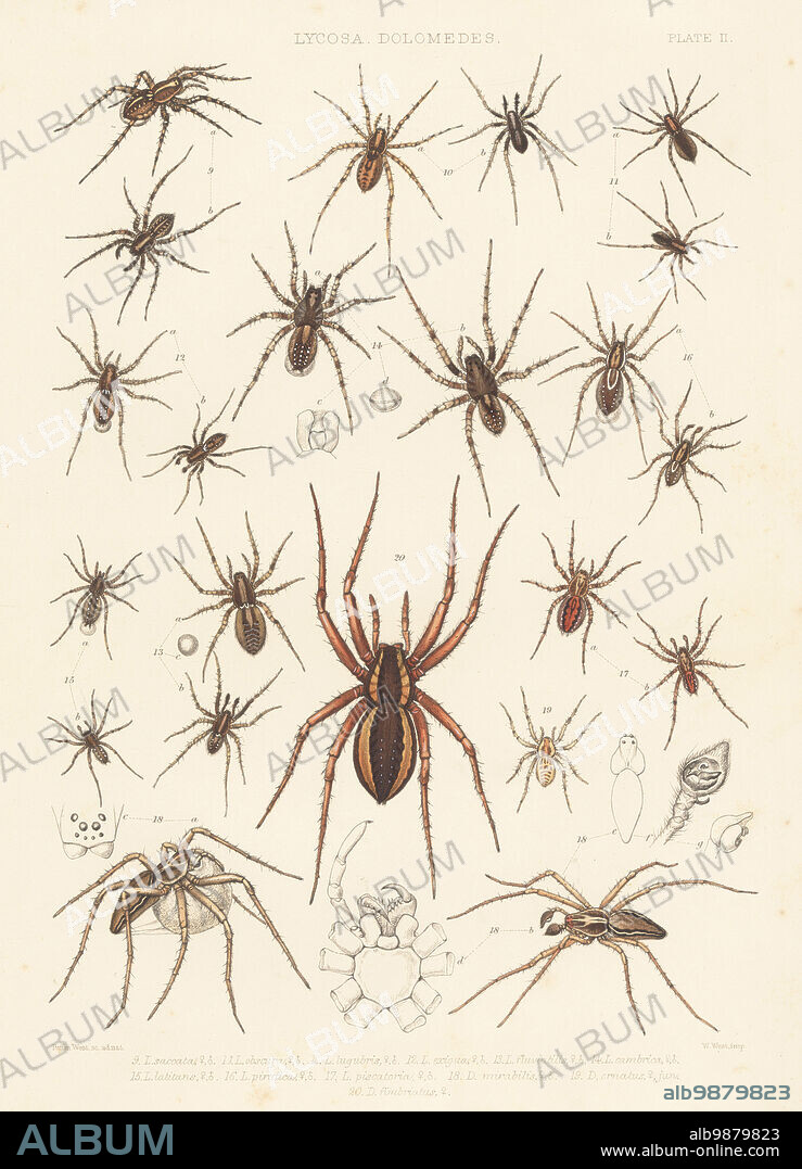 Wolf spider, Pardosa amentata 9, Pardosa saltans 10, Pardosa pullata 11, pin-stripe wolf spider, Pardosa monticola 12, Pardosa agricola 13, Arctosa leopardus 14, wolf spider, Pirata latitans 15, Pirata piraticus 16, Pirata hygrophilus 17, nursery web spider, Pisaura mirabilis 18, fishing spiders, Dolomedes lucensis 19 and Dolomedes fimbriatus 20. Handcoloured lithograph by W. West after Tuffen West from John Blackwalls A History of the Spiders of Great Britain and Ireland, Ray Society, London, 1861.