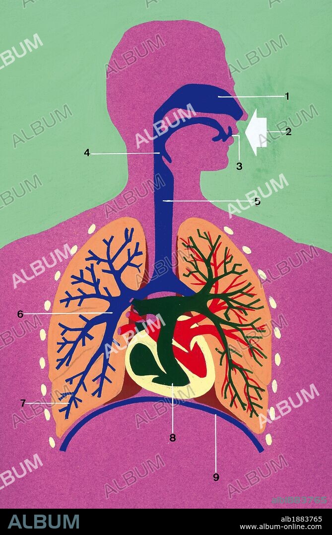 Respiratory system. Schematic drawing.1. Nostrils 2. Air inlet  3. Mouth  4. Pharynx  5. Trachea  6. Bronchus 7. Bronchioles 8. Heart 9. Diaphragm. Drawing. Color.
