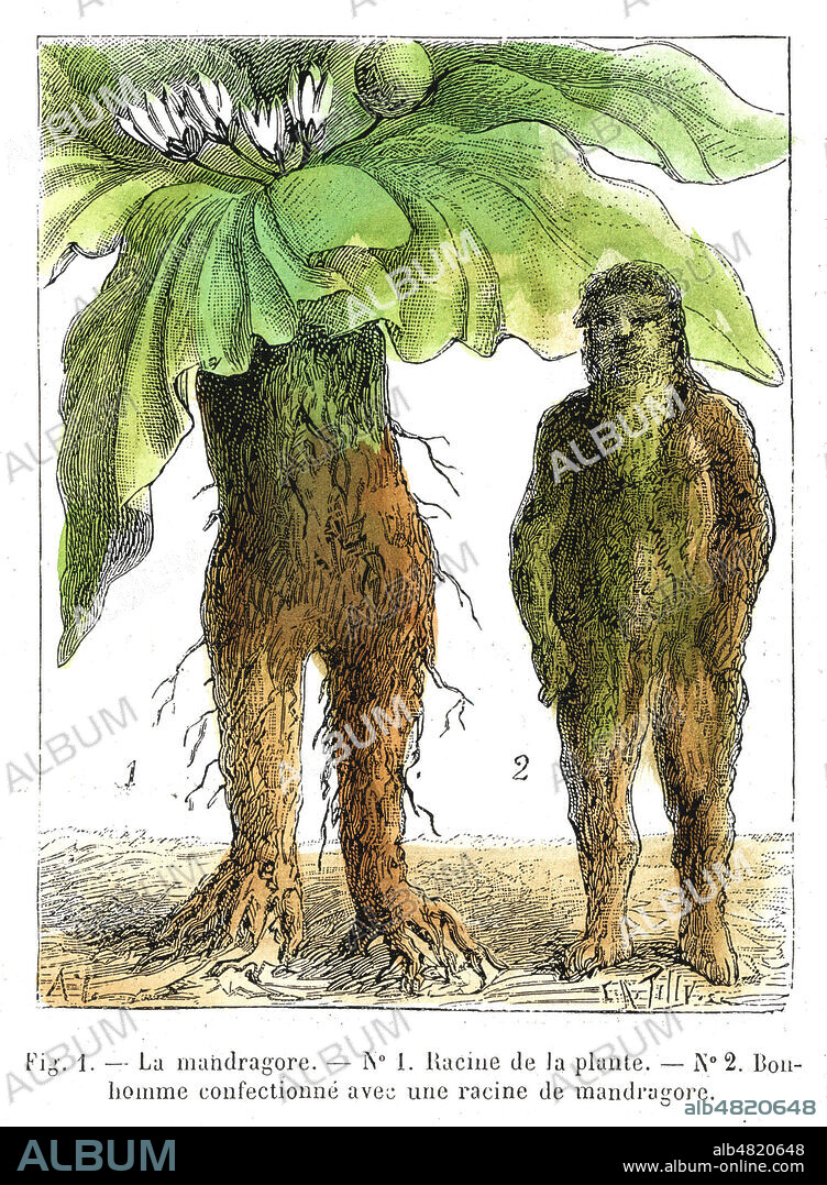 La mandragore. Racine de la plante. Bonhomme confectionne avec une racine de mandragore. Illustration de TILLY pour La Nature du 18 fevrier 1888. Mise en couleurs par nos soins. Credit : Collection Kharbine-Tapabor.