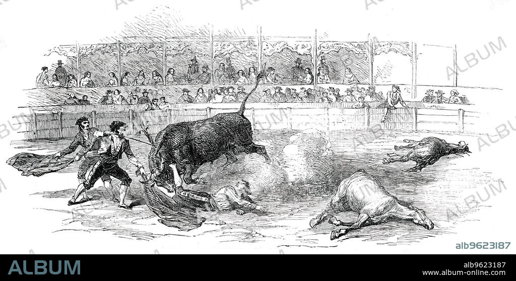 Bull-Fight at Madrid - Accident to Montes, the Matador, 1850. 'Montes, looking his enemy full in the face, waved his flag, and...waltzed up to his horns [and] shook the flag in the bull's face; but despite the confusion of fireworks and the noise of the spectators, this bull still knew the difference between a flag and a man. He aimed directly at the body, made a spring, and in an instant Montes was under his feet. The chulos ran forward, shook their flags-but in vain; the bull had already transfixed the calf of Montes, whose leg he was furiously shaking in the air; already he had withdrawn his horn to make another thrust, when the young chichanero rushed forward, faced the bull, and without waiting for position, just touched the beast with the point of his sword on the nape of his neck; and it was no more...After this five other bulls were murdered with the same refinement of cruelty...'. From "Illustrated London News", 1850.