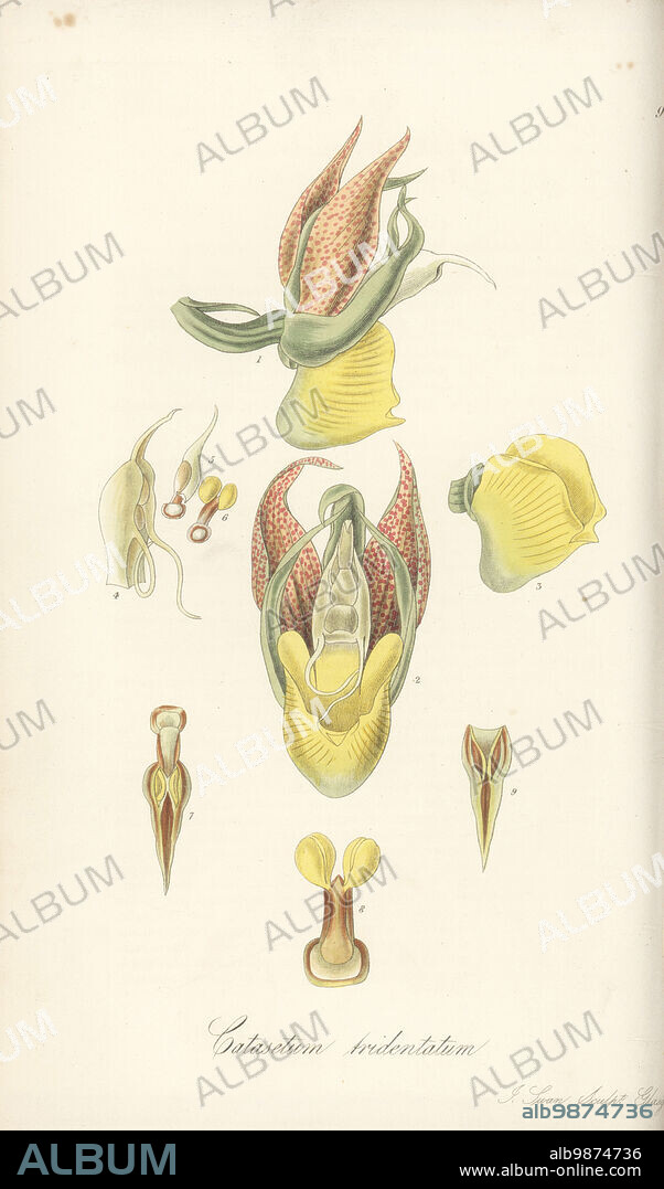 Flower of the large-fruited catasetum orchid, monkey goblet or monk's head orchid, Catasetum macrocarpum. Side view 1, front view 2, lip 3, column 4,5, pollen mass 6,8, anther case 7,9. Tridendate catasetum, Catasetum tridentatum. Sent from the island of Trinidad by botanist Eduard Freiherr von Schack, Baron de Schack. Handcoloured copperplate engraving by Joseph Swan after a botanical illustration by William Jackson Hooker from his Exotic Flora, William Blackwood, Edinburgh, 1823-27.