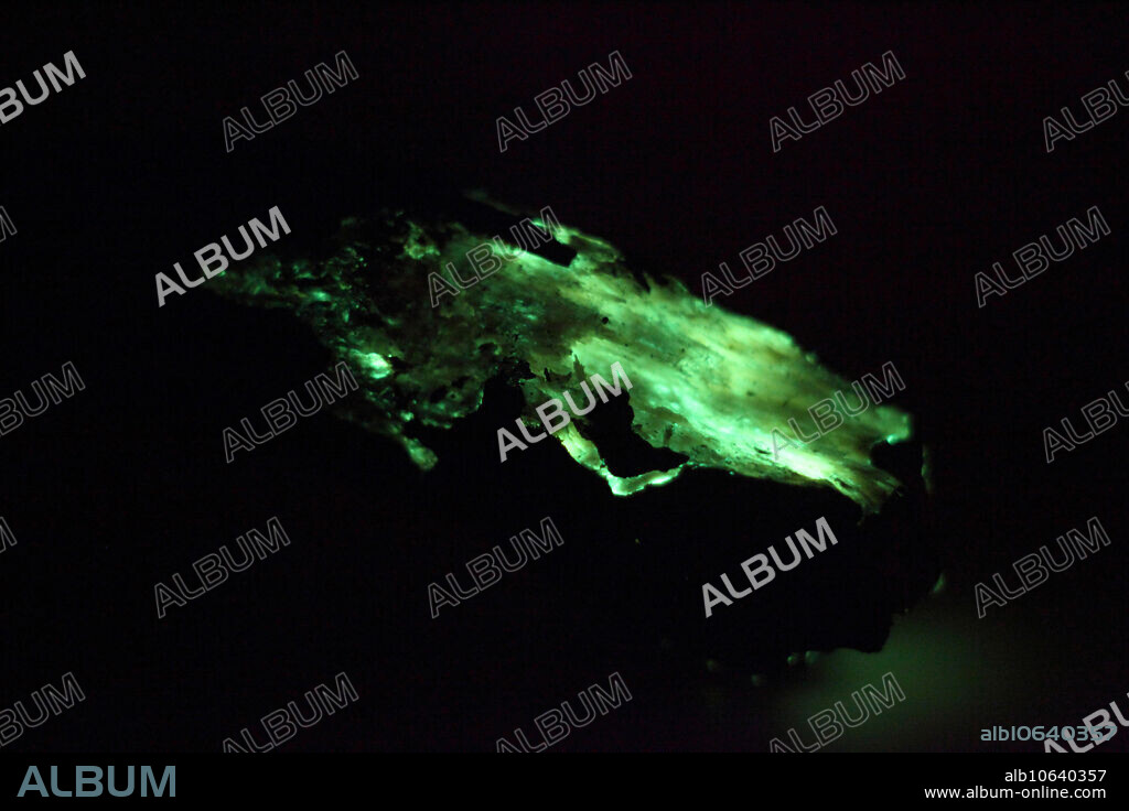 A species of glow in the dark mushroom, Panellus stipticus. This naturally occurring bioluminescent mushroom is common in New England forests in the fall. This species lives on partially decayed oak and uses a unique chemical reaction to digest chemicals in the oak that are toxic to other fungi. This glowing mycelium is often called foxfire. This image is part of a series.
