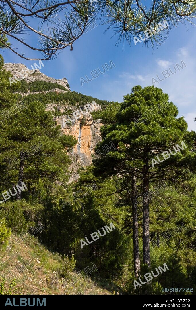 pino Salgareño, pinus nigra,Loma del Calar de Cobo , Parque Natural de las Sierras de Cazorla, Segura y Las Villas , provincia de Jaén, Spain.