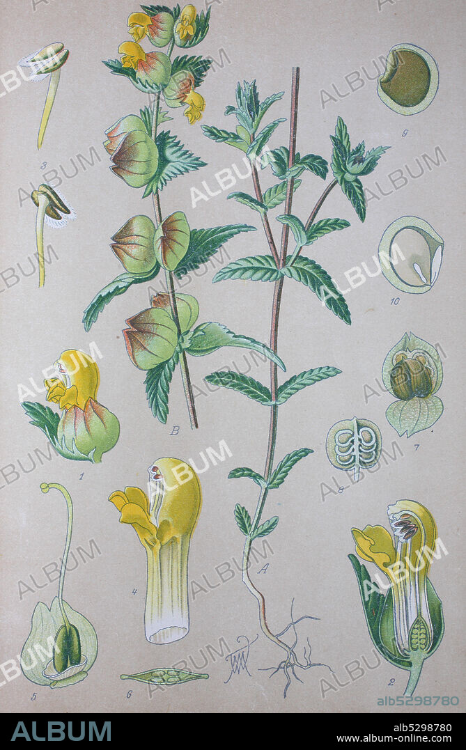 Digital improved high quality reproduction: Rhinanthus angustifolius or Greater Yellow-rattle is a Lamiales plant species of the genus Rhinanthus  /  Große Klappertopf, Pflanzenart aus der Gattung Klappertöpfe, Familie der Sommerwurzgewächse.