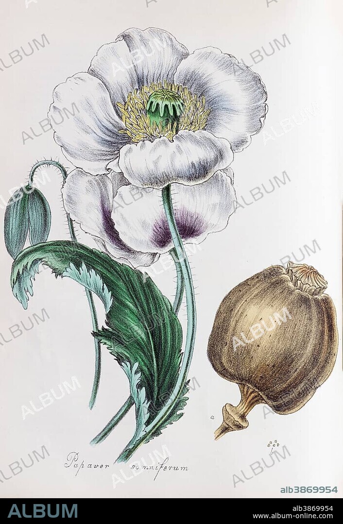 Opium poppy (Papaver somniferum), from Plantae Utiliores or Illustrations of useful plants, hand-colored print by Mary Ann Burnett, 1842, United Kingdom