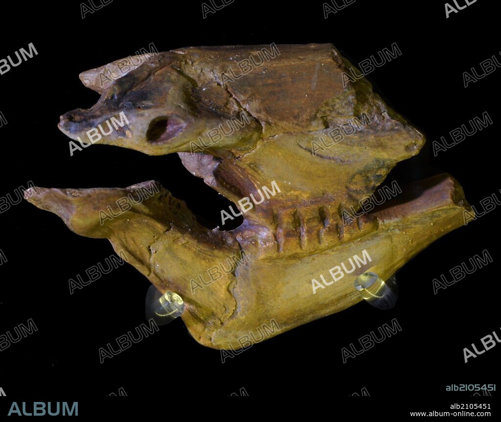 PIEZAS DE LA EXPOSICION "ARTE SIN ARTISTAS": ESCULTURA DE CABEZA DE CABALLO DERCARNADO; DE LA CUEVA DE MAS D'AZIL, ARIÈGE (FRANCIA). TALLADO SOBRE ASTA DE RENO. MAGDALENIENSE MEDIO.