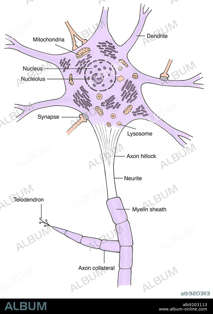 Illustration of a motor neuron, showing mitochondria, dendrites, nucleus, nucleolus, synapses, lysosomes, granular endoplasmic reticulum, axon hillock, neurite, perikaryon (initial segment), myelin sheath, axon collateral, and telodendron. A motor neuron (or motoneuron) is a neuron whose cell body is located in the spinal cord and whose fiber (axon) projects outside the spinal cord to directly or indirectly control effector organs, mainly muscles and glands. Motor neurons' axons are efferent nerve fibers that carry signals from the spinal cord to the effectors to produce effects. Types of motor neurons are alpha motor neurons, beta motor neurons, and gamma motor neurons.