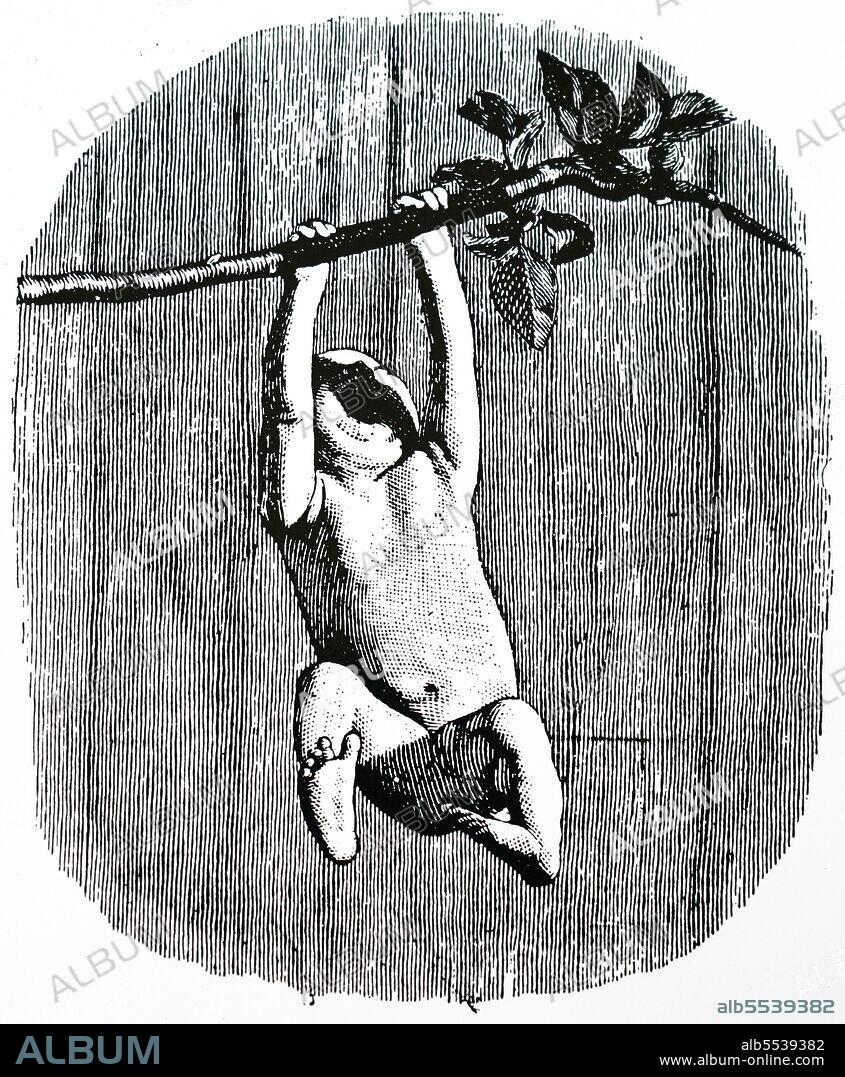 A reconstruction drawing of the head of Australopithecus Africanus.