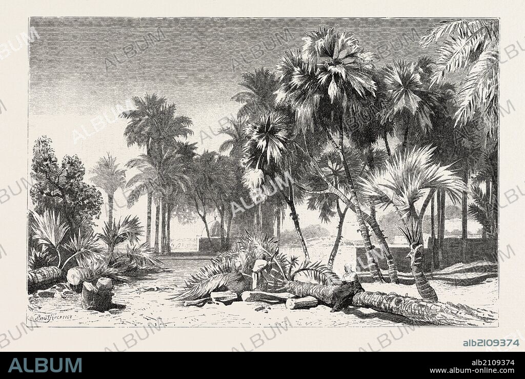 Date and Doom palms. Egypt, engraving 1879.