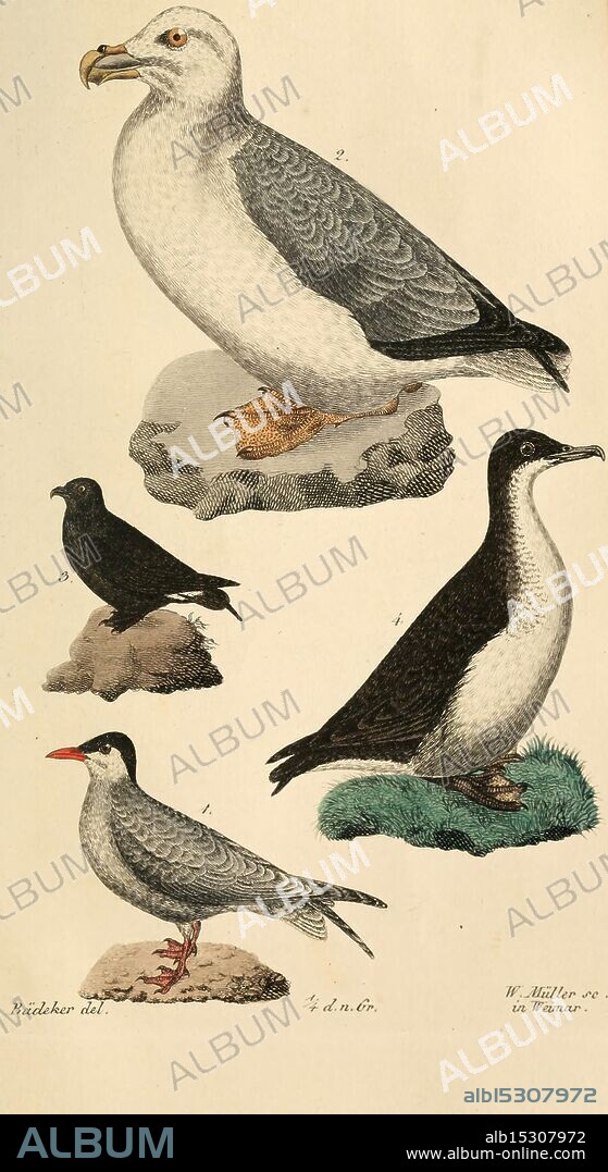 Handbuch der Naturgeschichte aller Vögel Deutschlands Ilmenau Bernh Friedr Voigt 1831 birds Germany, The illustration features a collection of bird species depicted in a detailed and artistic manner. At the top, a prominent seagull stands on a rocky perch, showcasing its distinctive features such as a rounded head, bold beak, and feathered body. Below it, a smaller black bird appears, characterized by its solid black plumage and stout build. Next, a sleek bird with contrasting white and black feathers occupies the right, set against a grassy tuft. Finally, a shorebird is illustrated at the bottom, distinguished by its slender legs and vibrant red beak, standing on a small rocky surface. Each bird is rendered with careful attention to detail, emphasizing their unique characteristics and habitats.