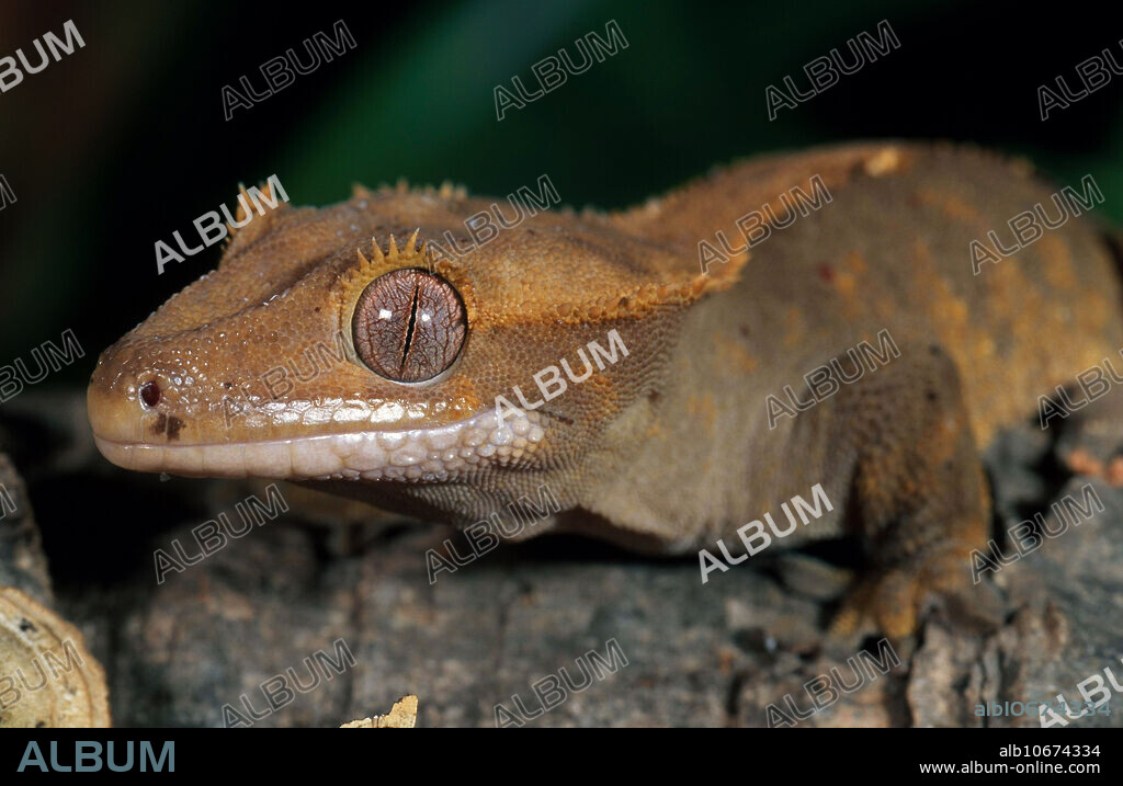 New Caledonian crested gecko (Rhacodactylus ciliatus).