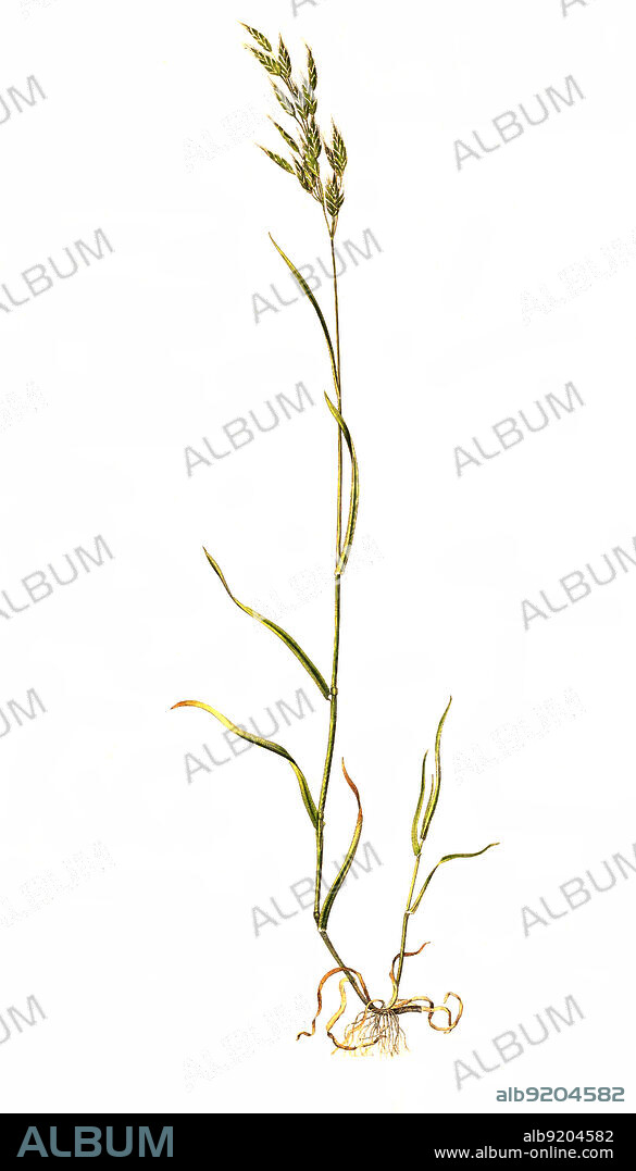 Weiche Trespe oder Flaum-Trespe, Bromus hordeaceus, ist eine Pflanzenart aus der Gattung Trespen, Bromus, innerhalb der Familie der Süßgräser, Poaceae / Bromus hordeaceus, the soft brome, is an annual or biennial species of grass in the true grass family.