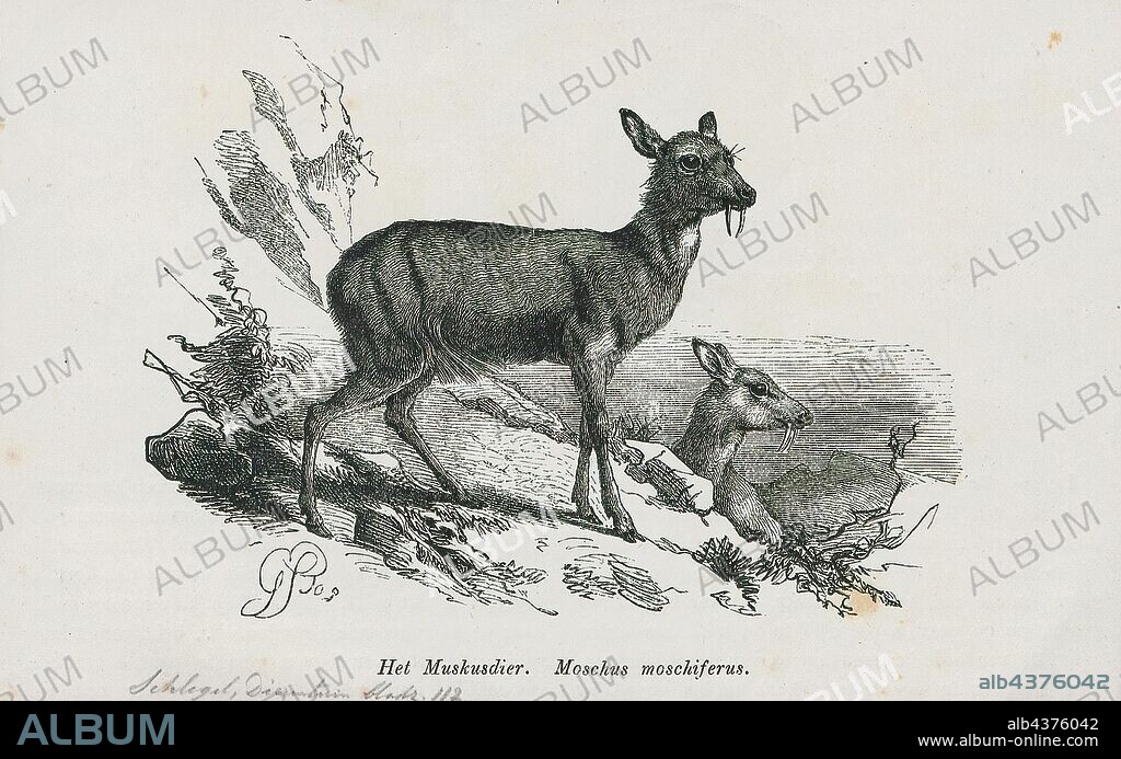 Moschus moschiferus, Print, The Siberian musk deer (Moschus moschiferus) is a musk deer found in the mountain forests of Northeast Asia. It is most common in the taiga of southern Siberia, but is also found in parts of Mongolia, Inner Mongolia, Manchuria and the Korean peninsula., 1872.