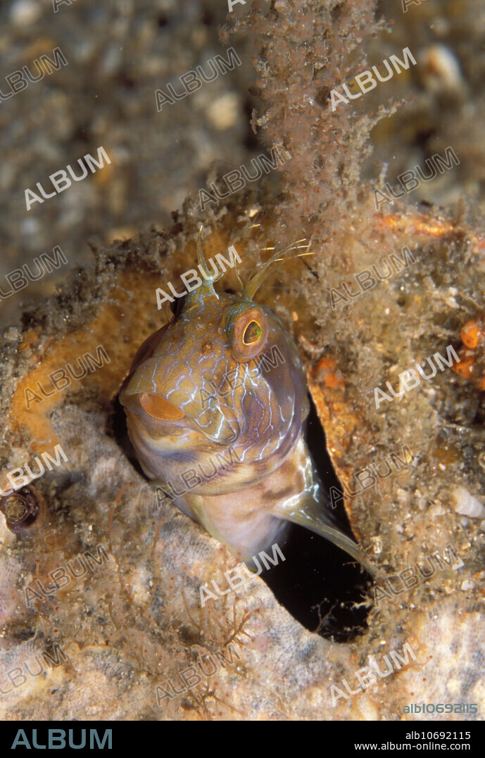 Seaweed Blenny (Parablennius marmoreus) is abundant in shallow, semi-polluted estuaries in South Florida.