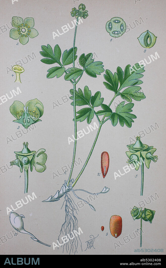 Adoxa moschatellina, moschatel, five-faced bishop, hollowroot, muskroot, townhall clock, tuberous crowfoot, family Adoxaceae  /  Moschuskraut, Adoxa moschatellina, Bisamkraut, Familie der Moschuskrautgewächse, Digital improved reproduction of an original print from the 19th century / digitale Reproduktion von einer Originalvorlage aus dem 19. Jahrhundert.