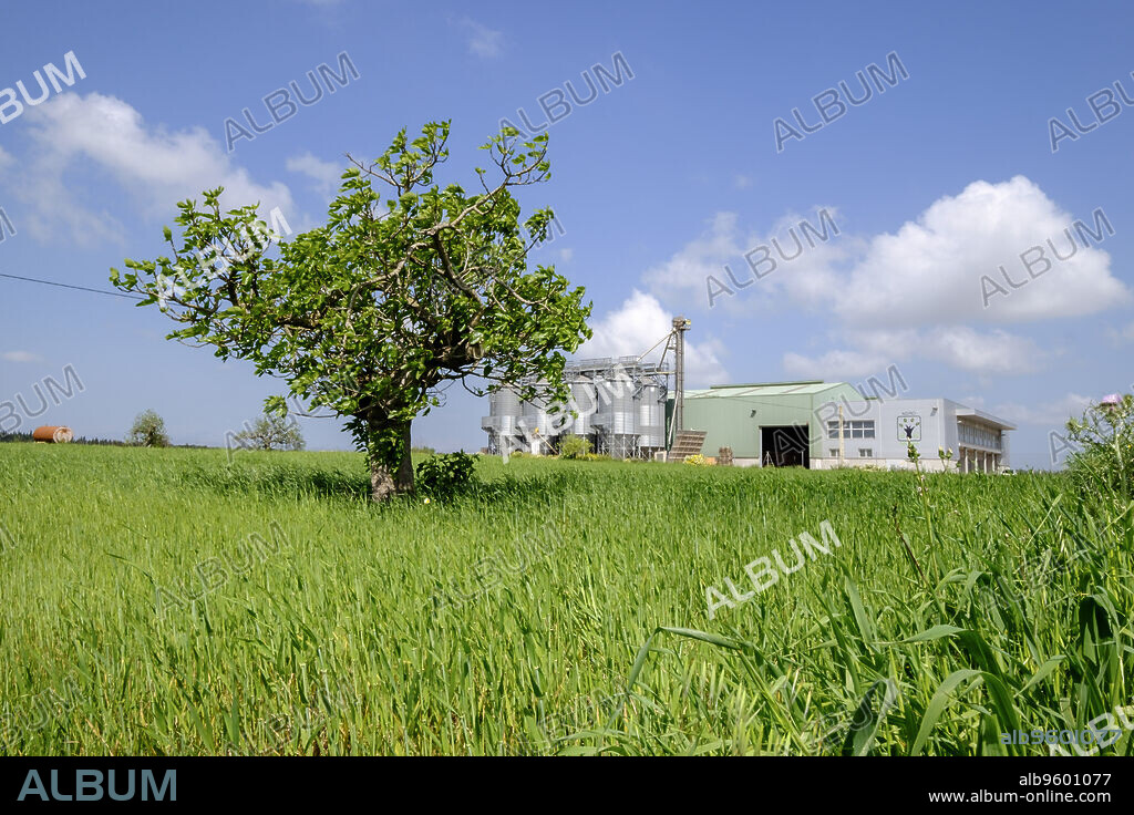 Agronatura, a company specializing in cereal production, Maria de la Salut, Mallorca, Balearic Islands, Spain, Europe.