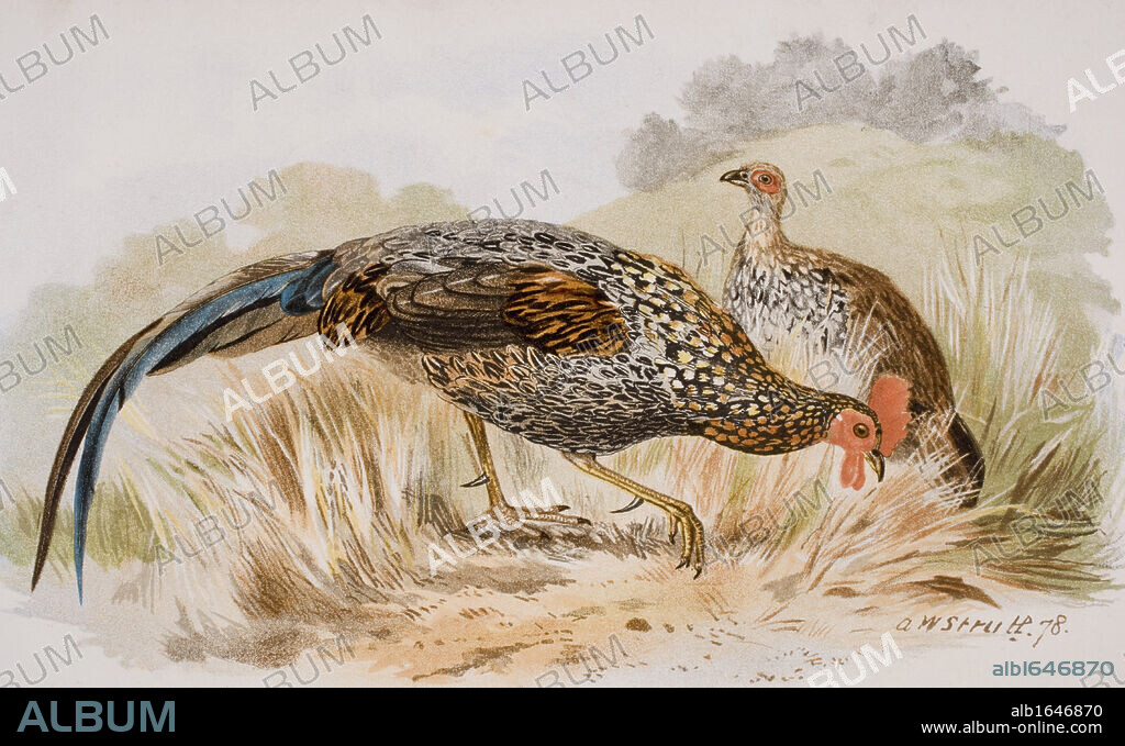 The Grey Jungle Fowl, or Sonnerat's Junglefowl, Gallus Sonnerati.
