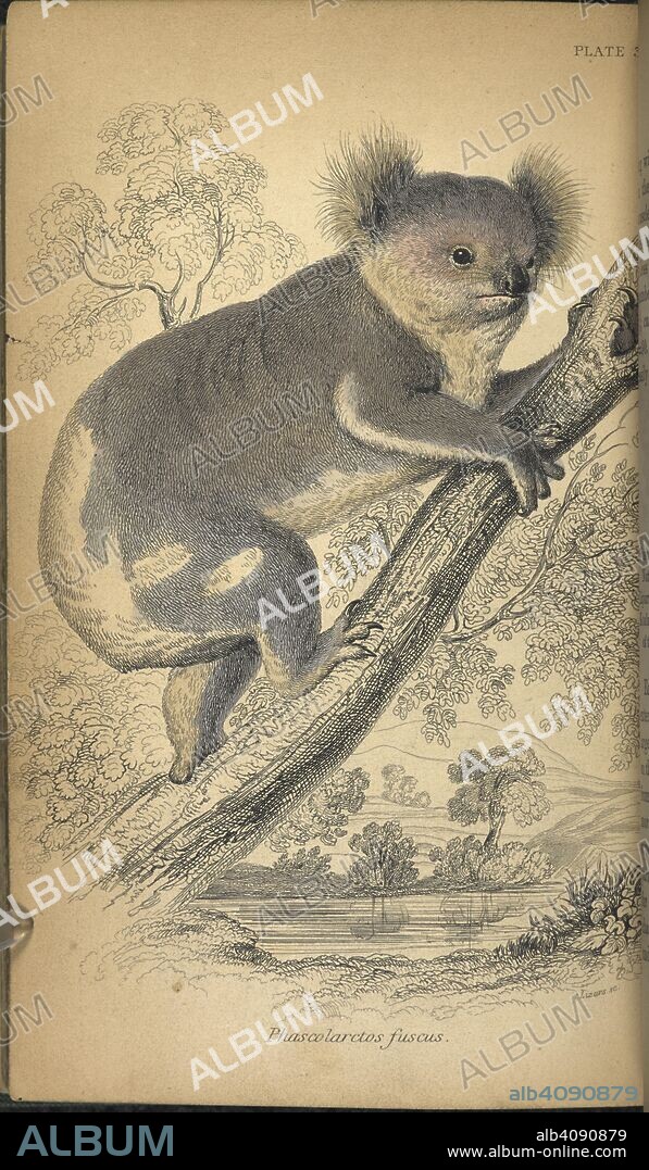 GEORGE ROBERT WATERHOUSE and LIZARS. 'Phascolarctus Fuscus.' A koala bear. The natural history of Marsupialia or pouched animals. Illustrated by thirty six coloured plates, with portrait and memoir of Barclay. In :The naturalist's library. 1843. Source: 1150.a.4 plate opposite page 295.