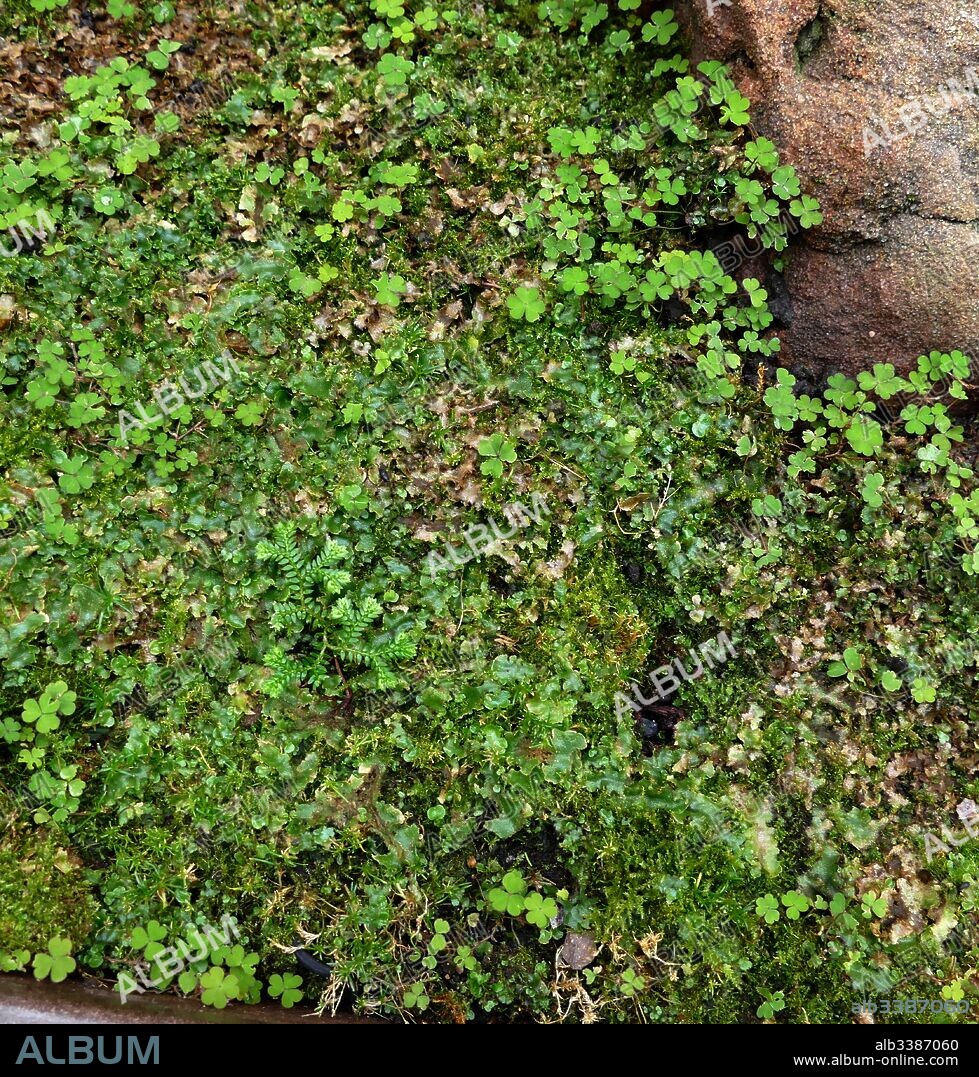 The Marchantiophyta are a division of non-vascular land plants commonly referred to as hepatics or liverworts. Like mosses and hornworts, they have a gametophyte-dominant life cycle, in which cells of the plant carry only a single set of genetic information.