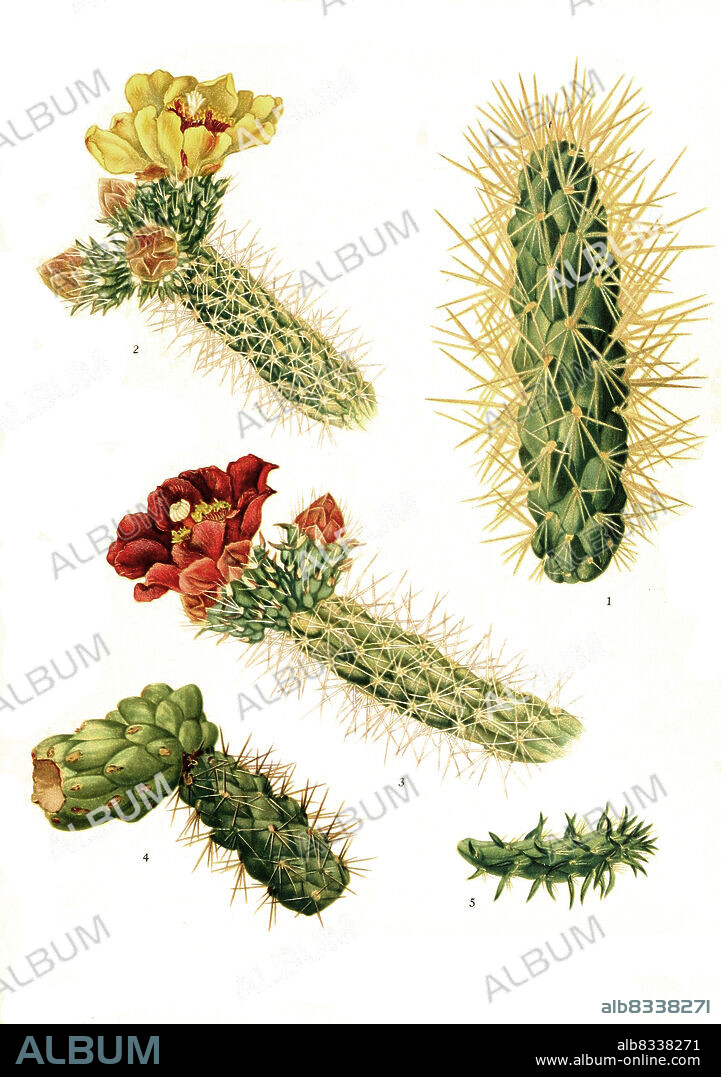 1. Opuntia tunicata, 2-5, Opuntia spinosior, aus The Cactaceae, descriptions and illustrations, N.L. Britton and J.N. Rose, 1919-1923, Historisch, historical, digital improved reproduction of an original from the 19th century / digital restaurierte Reproduktion einer Originalvorlage aus dem 20. Jahrhundert, genaues Originaldatum nicht bekannt.