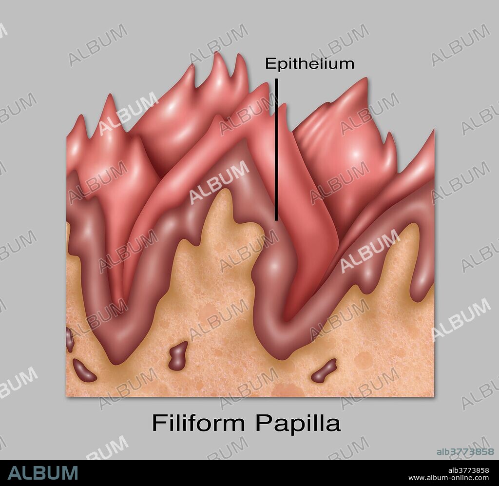 Illustration of filiform papillae, one of the four lingual papillae on the tongue. Filiform papillae do not contain taste buds, and cover most of the front two thirds of the tongue's surface.