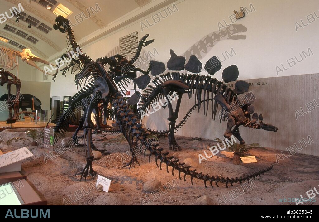 Allosaurus, Stegosaurus and other skeletons in the Main Exhibit Hall of the Utah Museum of Natural History in Salt Lake City.