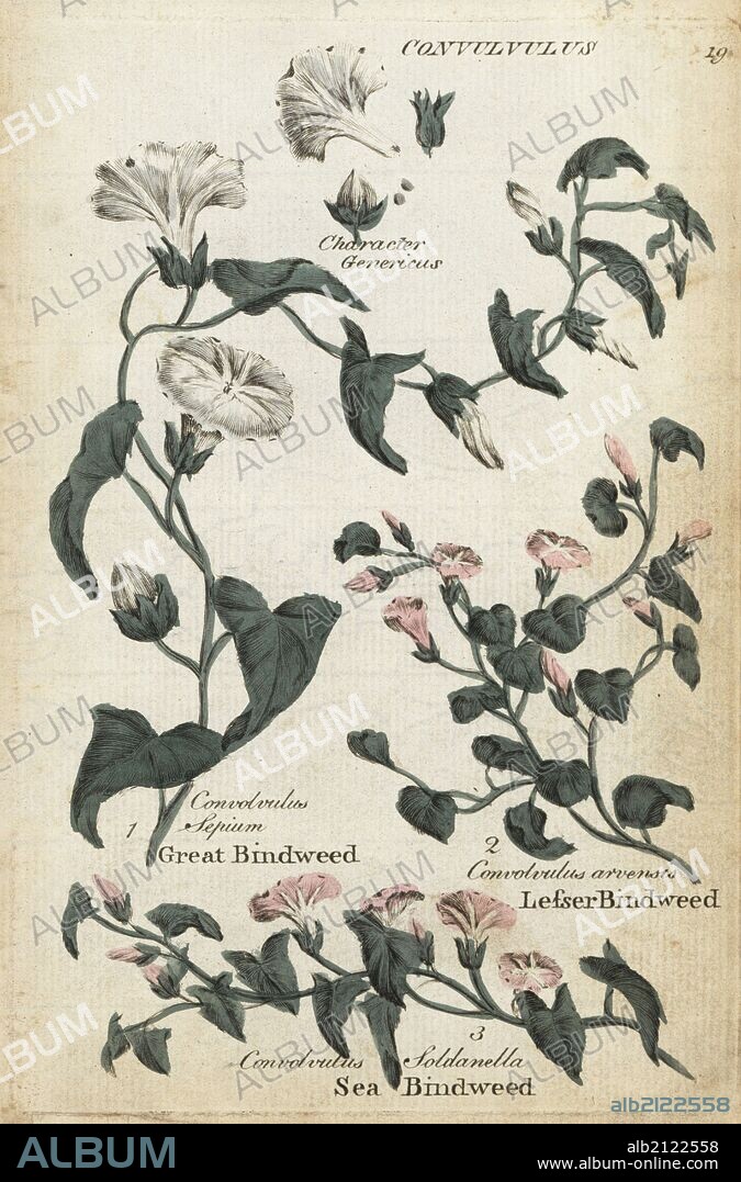 Great bindweed, Convolvulus sepium, sea bindweed, Calystegia soldanella, and lesser bindweed, C. arvensis. Handcoloured botanical copperplate engraving by an unknown artist from "Culpeper's English Family Physician; or Medical Herbal Enlarged, with Several Hundred Additional Plants, Principally from Sir John Hill," by Joshua Hamilton, London, W. Locke, 1792.