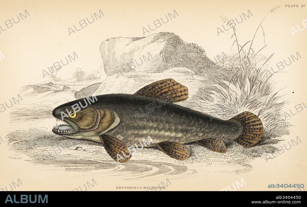 Wolf fish, tiger fish or trahira, Hoplias malabaricus (Haimura, Erythrinus macrodon). Handcoloured steel engraving by W.H. Lizars after an illustration by James Stewart from Robert Schomburgk's Fishes of Guiana, part of Sir William Jardine's Naturalist's Library: Ichthyology, Edinburgh, 1841.