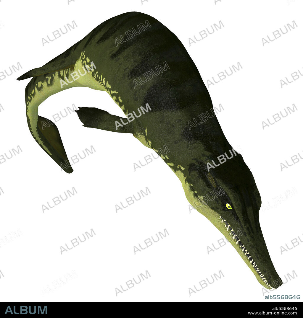 Metriorhynchus aquatic reptile diving. Metriorhynchus was a carnivorous aquatic reptile that lived during the Jurassic Period of Europe.