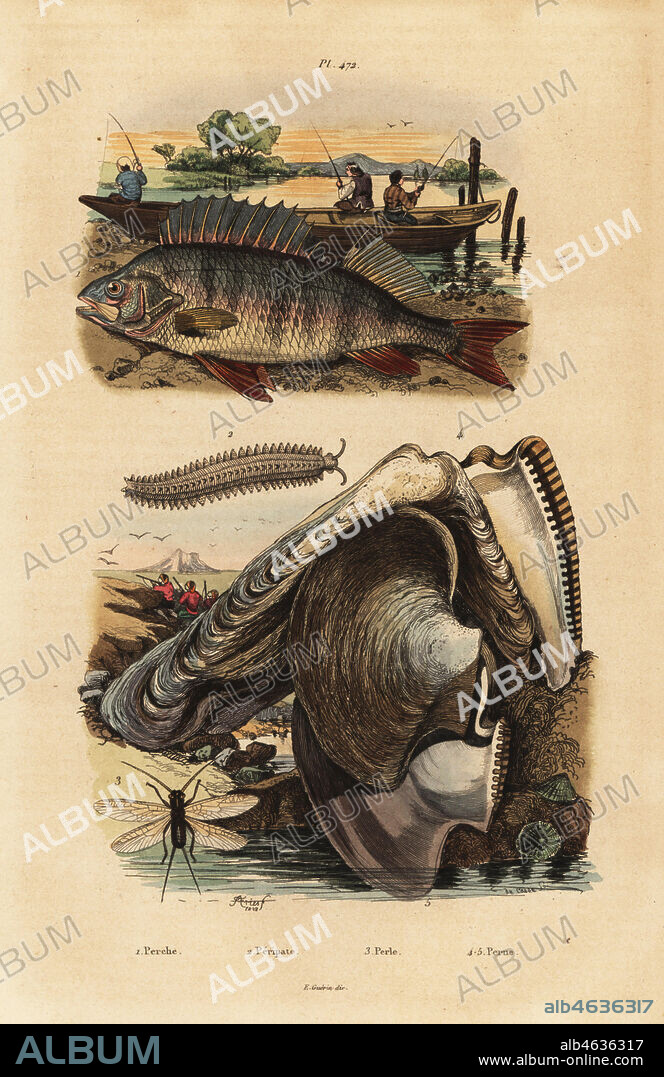 European perch, Perca fluviatilis 1, velvet worm, Peripatus iuliformis 2, lacewing, Perla marginata 3, and pearl oyster, Isognomon isognomum 4. Perche, Peripate, Perle, Perne. Handcoloured steel engraving by du Casse after an illustration by Adolph Fries from Felix-Edouard Guerin-Meneville's Dictionnaire Pittoresque d'Histoire Naturelle (Picturesque Dictionary of Natural History), Paris, 1834-39.