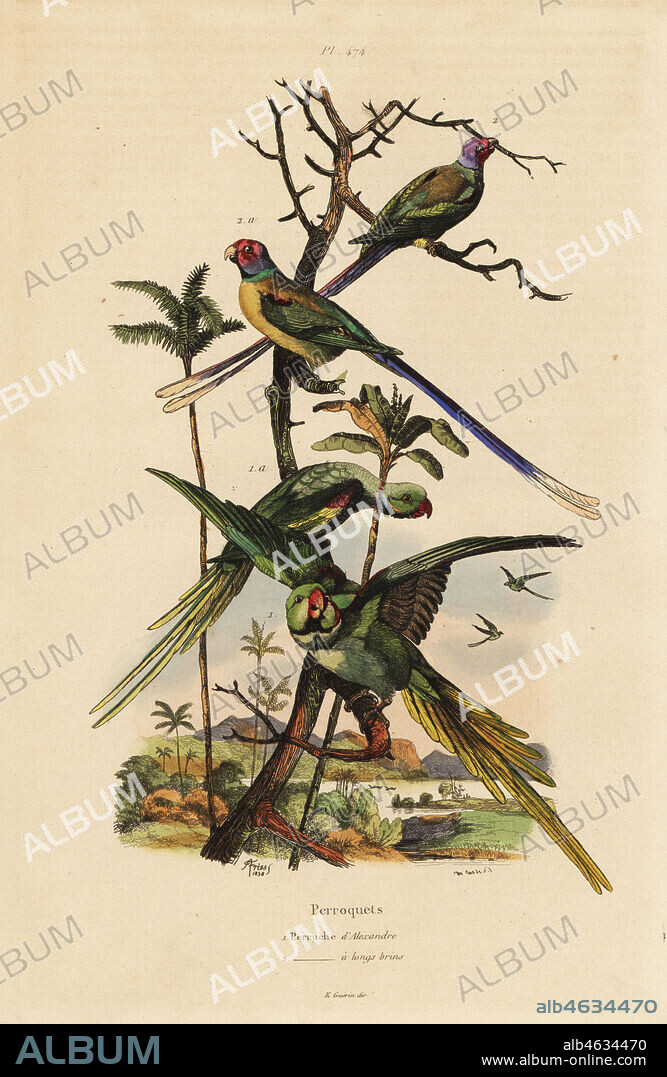 Alexandrine parakeet, Psittacula eupatria, and long-tailed parakeet, Psittacula longicauda Perruche d'Alexandre et perruche a longs brins. Handcoloured steel engraving by du Casse after an illustration by Adolph Fries from Felix-Edouard Guerin-Meneville's Dictionnaire Pittoresque d'Histoire Naturelle (Picturesque Dictionary of Natural History), Paris, 1834-39.