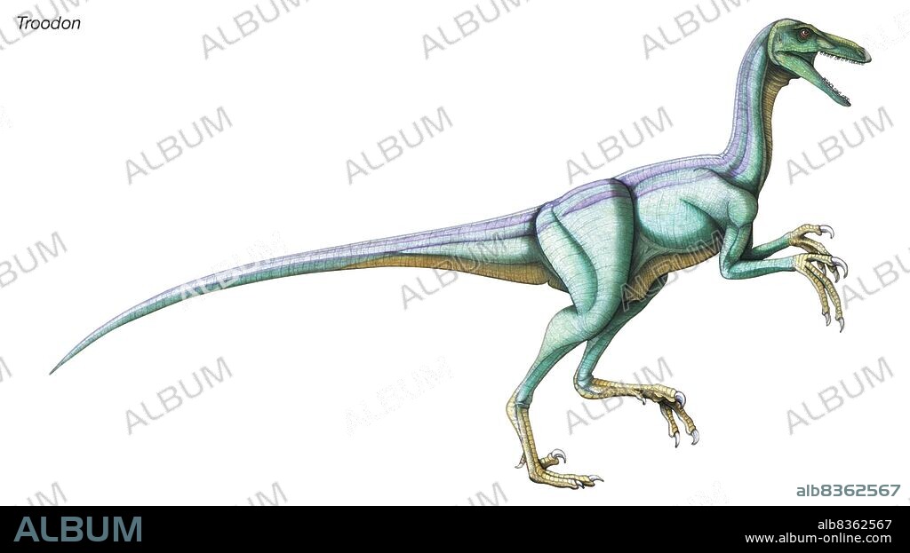 Troodon, "wounding tooth," late Cretaceous dinosaur. This birdlike predator had binocular vision and a relatively large brain.