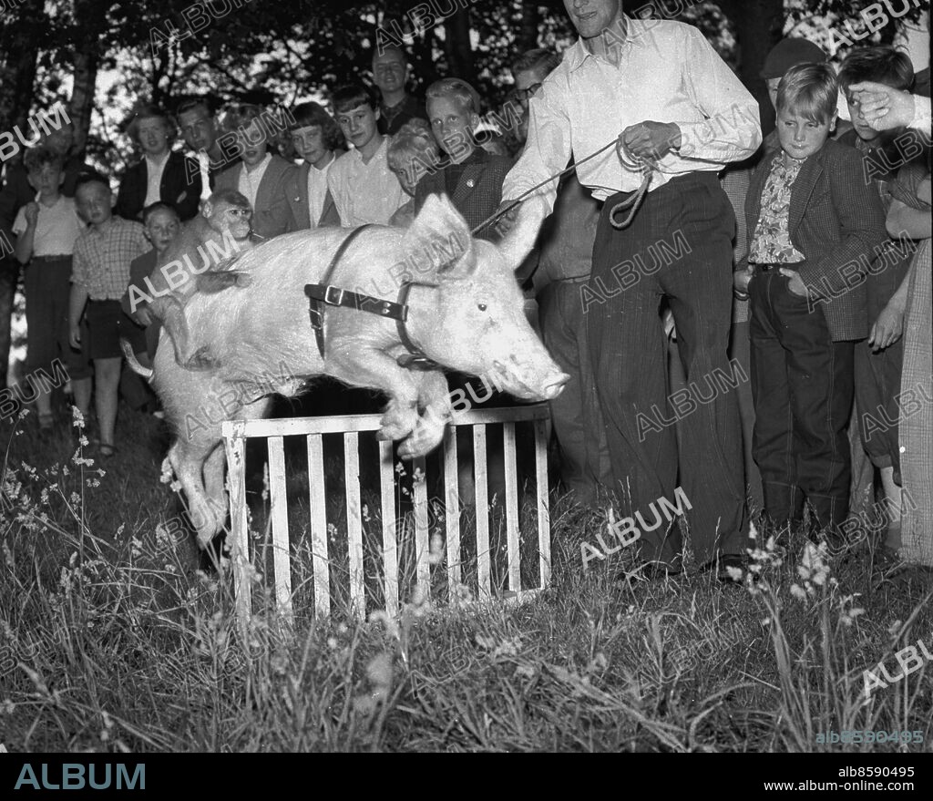 Göteborg 7 juli 1955. Gris hoppar med sele och med apa på ryggen. Foto: Kamerareportage *** Local Caption *** GT. KAMERAREPORTAGE.