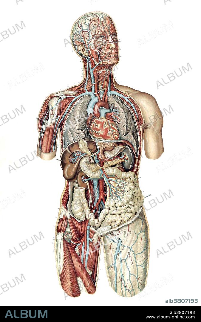 Plate 8. Anatomical illustration from "Anatomie Normale du Corps Humain: Atlas Iconographique de XVI Planches" by Sigismond Laskowski, with illustrations by Sigismond Balicki, published in 1894. Sigismond Laskowski (January 19, 1841 - April 15, 1928) a Polish anatomist exiled in Paris and professor of anatomy in Geneva, published in 1894 Anatomie Normale du Corps Humain with 16 color plates, prints of which were used for teaching purposes. Laskowski became a renowned embalmer and considerably improved the preservation of bodies through his inventions of arterial injection of sodium borate and glycerin, the use of phenol, and venous drainage.