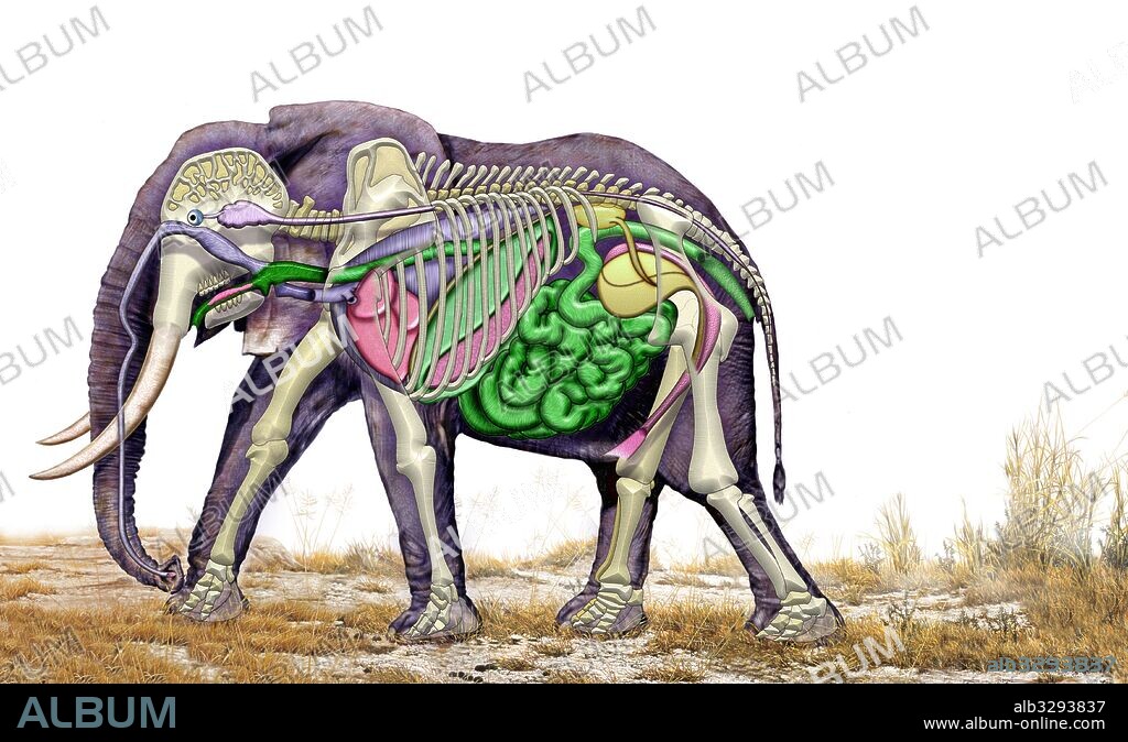 Anatomía interna de un elefante hembra.