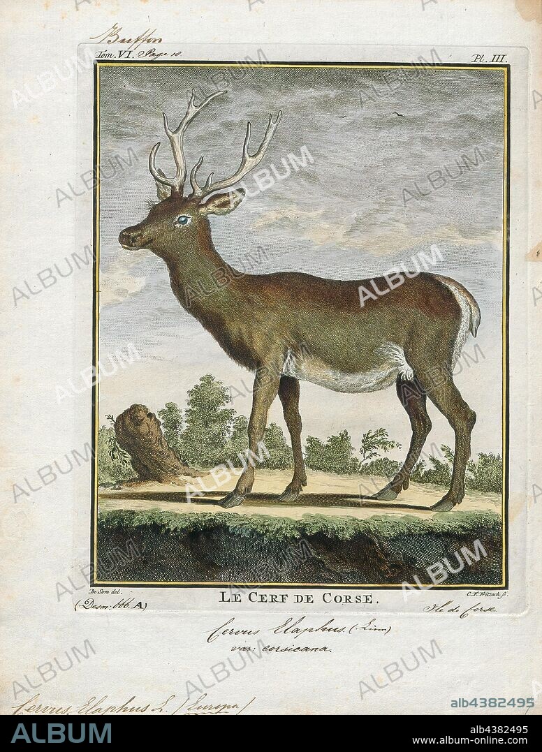 Cervus elaphus, Print, The red deer (Cervus elaphus) is one of the largest deer species. The red deer inhabits most of Europe, the Caucasus Mountains region, Asia Minor, Iran, parts of western Asia, and central Asia. It also inhabits the Atlas Mountains region between Morocco and Tunisia in northwestern Africa, being the only species of deer to inhabit Africa. Red deer have been introduced to other areas, including Australia, New Zealand, United States, Canada, Peru, Uruguay, Chile and Argentina. In many parts of the world, the meat (venison) from red deer is used as a food source., 1700-1880.