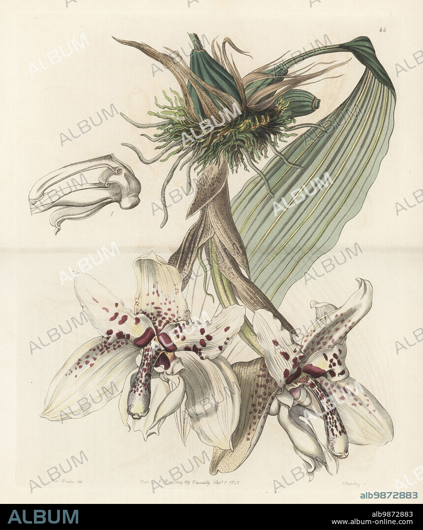 Stanhopea martiana orchid. Native of Mexico, discovered by Baron Wilhelm Friedrich Karwinski in 1827. Two-coloured Von Martius' stanhopea, Stanhopea martiana var. bicolor. Handcoloured copperplate engraving by George Barclay after a botanical illustration by Sarah Drake from Edwards Botanical Register, continued by John Lindley, published by James Ridgway, London, 1843.