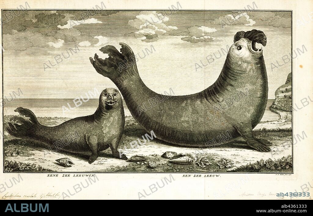 Cystophora cristata, Print, The hooded seal (Cystophora cristata) is a large phocid found only in the central and western North Atlantic, ranging from Svalbard in the east to the Gulf of St. Lawrence in the west. The seals are typically silver-grey or white in colour, with black spots that vary in size covering most of the body. Hooded seal pups are known as "blue-backs" because their coats are blue-grey on the back with whitish bellies, though this coat is shed after 14 months of age when the pups molt., 1748.