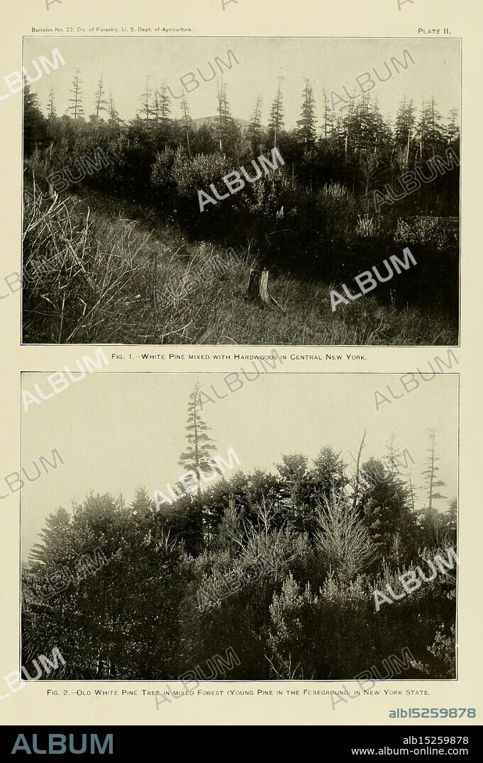 The timber pines of the southern United States, Washington, Govt. Print, 1896. Pinus, Southern States, Wood, The scene at the top features a landscape showcasing a stand of white pine trees interspersed with various hardwood species, highlighting the diverse forest composition found in Central New York. The area appears to have experienced careful management, indicated by the sparse undergrowth and open spaces between the trees.